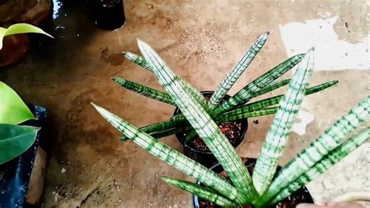 Sansevieria Boncel Division Propagation 💚 | Door Step Garden