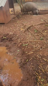 10K views · 1.3K reactions | A boneca comendo 﫠 | Lar São Francisco | Facebook