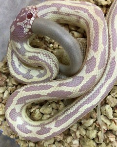 1K views | ALBINO ABERRANT KINGSNAKE. . . #kingsnake #aberrant #albino #pet #snake | Brotherhood Reptiles | Facebook