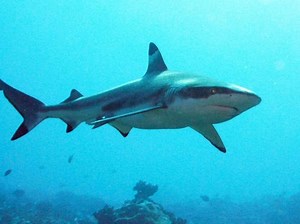 Nouvelle attaque mortelle de requin à La Réunion