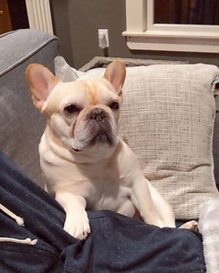 When your dog for sure thinks he's a human. #thatsideyethough #thatscocosnoring | Elvis and Coco Bean