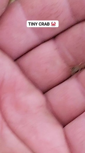 2.4K views | I found this tiny green crab 呂 here on the coast of Maine. These crabs prey on soft shell clams 呂 #viral #crab #nature #outdoors #tiny | Wayne Bishko | Facebook