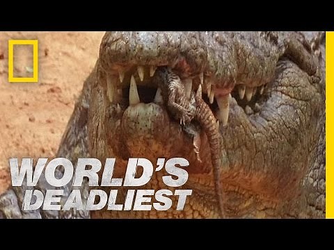 Killer Croc Carries Babies in Jaws | World's Deadliest