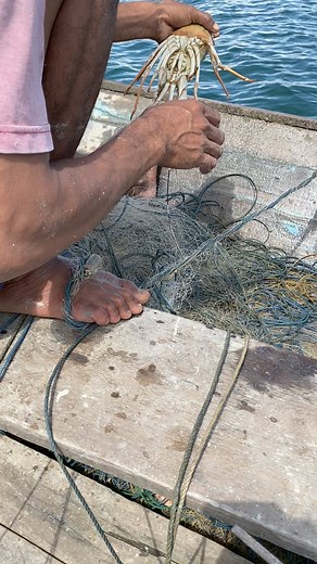 203K views · 1.7K reactions | Lobster ini enak diapakan yah. #lobster #udang #seafood #petualangan | Muhammad Muhadir | Facebook