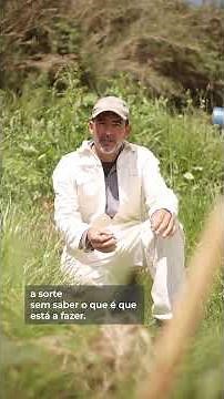 Perdi os meus enxames