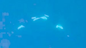 Cá voi sát thủ bị bắt gặp đang trao nhau nụ hôn ‘kiểu Pháp’