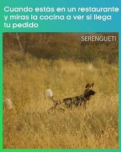Esto solo ya me dio hambre #Serengueti | Discovery Latinoamérica