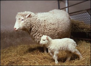 Nuclear Transfer Cloning