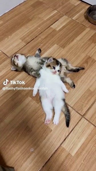 Cute Cats and Big Babies: A Charming Duo