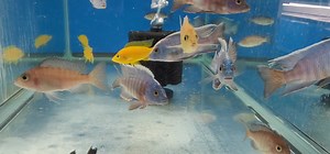 43 reactions | Aulonocara Turkis & Aulonocara Safran. The Turkis females are breeding non-stop. Both are Imports from Aquahaus-Gaus. Beantownaquatics.com | Beantown Aquatics | Facebook