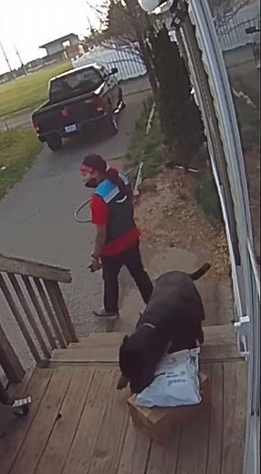 The bravest Amazon delivery driver😨 TikTok jessicayoung421