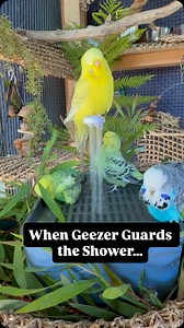 9.4K views · 4.8K reactions | Budgies enjoying a supervised shower bath in their aviary 冀 Geezer starts off as the shower supervisor… then decides he’s done and flies off — cue the rest of the flock rushing in.  Bath time never disappoints in Budgie Nirvana  Happy feathers, enrichment, and joyful chaos… 冀 #BudgieShowerBath #aviarybirds #budgies #birdbath #parrotofinstagram | Budgie Nirvana | Facebook