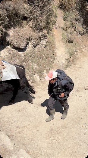 Cross Breed male yak female cow | Trevor Boltong