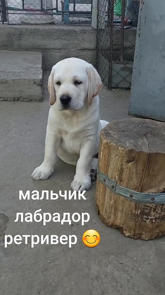 Мальчик щенок лабрадор ретривер на продажу в Одессе