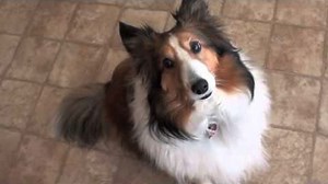 What a Sheltie does when Guilty!