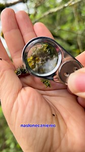 3.1K views · 53 reactions | Poznajcie tajemnice rezerwatu przyrody Morysin! W ostatnią niedzielę czerwca (29.06) zabierzemy Was na kolejny spacer :) | Muzeum Pałacu Króla Jana III w Wilanowie | Facebook