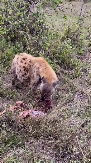 Hyenas make a wide range of sounds including the famous giggle (actually a sign of submission), but the whoop — a quintessential sound of the savannah — is their signature call. It is a ghostly echo that can carry on the wind for up to three miles, transporting with it a wealth of information about the caller, including its identity, sex and age. @senalalasafarilodge @guidegeena @klaserieprivatenaturereserve | Senalala Safari Lodge