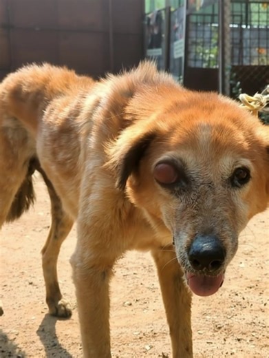 8.1K views · 354 reactions | This valiant dog, after a catastrophic car crash that cost him an eye, was miraculously saved and underwent a vital surgical procedure. Notably, he adjusted with immense fortitude to his altered sight, eventually securing a beloved and lasting household. | Pet Lover | Facebook