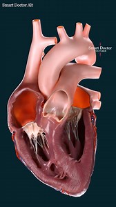 1.4M views · 17K reactions | Your Life's Engine: The Heart's Anterior...