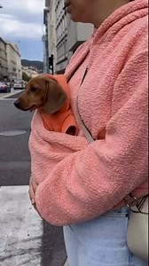 Wrap yourself in pure coziness with the Cozy Plush Kangaroo Pocket Pullover ✨🍂 Ultra soft, warm, and perfect for chilly nights and lazy mornings 💕 ✨ Link in bio @dachshundparty ✨ ✅ Soft all day comfort ✅ Cozy kangaroo pocket ✅ Made for cuddles and cozy nights 🐾🌙 ✨ Link in bio @dachshundparty ✨ #dachshund #tekel #wienerdog #sausagedog | Dachshund Party