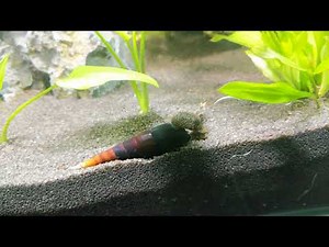 4k Ancistrus meet and kiss Faunus Ater Black lava Devil Snail