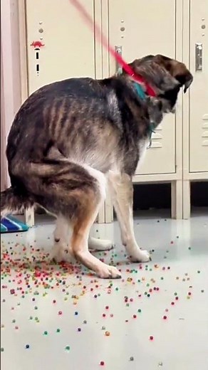 VET VISIT GONE WILD! DOG POOPS ORBEEZ