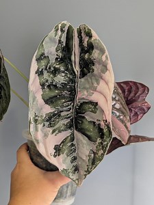 Alocasia Cuprea True Pink Corm | Rare Aroid for Collectors - Etsy Canada