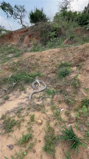 आज तो ये मुर्गी बच गया #youtubeshorts