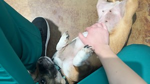 Precious, petite lil’ Poppet! 💕 Everyone loves a Chug (or a Chihuahua/Pug mix), and this girl is no exception. Chugs are known to be affectionate, loyal and confident companions. Our Poppet fits this bill with her easygoing, upbeat personality. In addition, her adorable underbite and stumpy legs are just too cute to pass up! ✨ Poppet thrives around her people, and she will let you know how much she loves you by giving you all of her best cuddles and tail wags. While Poppet is potty trained and 