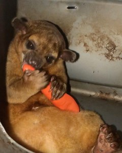 Nothing like a fake carrot to satisfy the diet. TODAY IS DEEP CLEAN DAY! PRAY FOR ME 🙏🏼 (Sponsored by @krizziefied4ever) #kinkajou #fake #carrot #toy | Kinkatopia