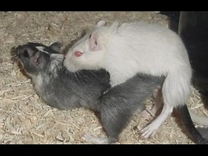 Gerbil Mating Perfect
