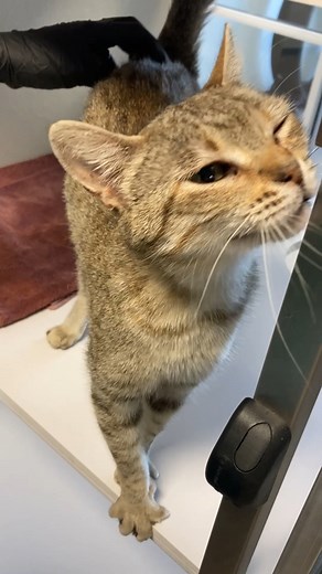Madonna is a 5-year-old spayed female cat looking for her forever home! She is quiet, but very affectionate. She loves making biscuits and purring while she gets pets and scritches. Come meet Madonna at the Animal Services Center of the Mesilla Valley today! #ASCMVAdopt #ASCMVPetsOfTheWeek #AdoptLasCruces #ShelterPetsAreBest #AdoptDontShop #AdoptAShelterPet | Animal Services Center of the Mesilla Valley