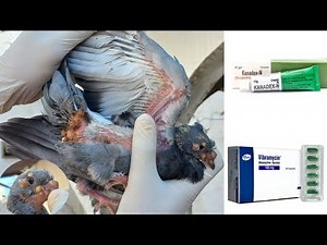 Pigeon Pox Treatment || Pigeon Pox Medicine