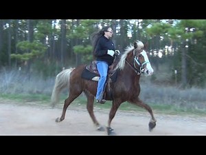 Racking Horses at Harrison County Gaited Horse Trail Ride
