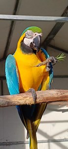 Callistemon seeds! 😛 | Six Grey Parrots