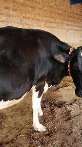 jersey milk, desi cow, cow and calf, gir cow price, cow brush, cow feed, sahiwal cow price, cow grass, cow mandi, jersey cow price, american cow, beef cow, milk cows, hf cow price, desi cow milk, highest milk producing cows, a2 desi cow milk, cow market, best cow, fat in cow milk, desi cow price, fat in buffalo milk, holstein friesian cattle, holstein friesian cows in australia, holstein friesian badshah, holstein friesian cow milking, holstein friesian cows for sale in pakistan, holstein friesi