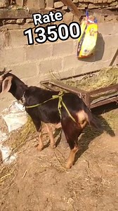Soldout #Tangmarg Milking #Goat on #sale #share the #Video #makeitviral #goatfarming in #kashmir #post #2026challenge | Khan Muhammad