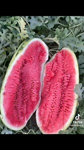 5.2K views · 24 reactions | Watermelon  Repost from @hydrovegan | #watermelon | Island Vibez Kitchens | Facebook