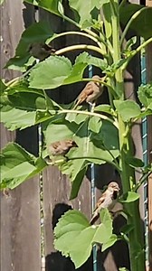 Ang daming birds sa garden | Angelie L48