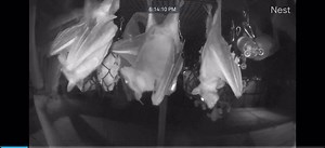 2K views · 425 reactions | Our African Fruit bats put on a show last night for our live cams! They were throwing a party under the feeding tree, and enjoying delicious melon treats provided by a caregiver. If you missed out, don’t forget that our cameras are available on our website 24/7. While the bats are a bit active during the day, the real party starts at night. See you there! The link is provided below:驪 https://batworld.org/bat-cams/ | Bat World Sanctuary | Facebook