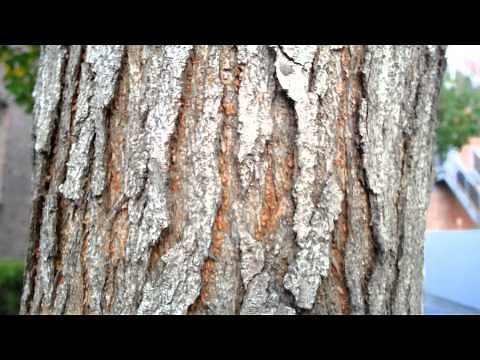 Chinese Tallow tree seeds - Triadica sebifera - Sapium sebiferum HD 02