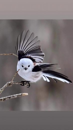 😍😍😍 | Wolves & Dragons Dynasty