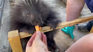 When Ms. Prickles was first admitted to the Fawcett Family Wildlife Health Centre, it was uncertain if she would ever regain function of her hind leg. Although it’s unknown for certain what happened, Ms. Prickles’ injuries were consistent with being hit by a car. After several rounds of laser therapy donated by Kamloops Veterinary Clinic, and with our rehabilitation team providing physiotherapy support, Ms. Prickles eventually regained some function of her leg. Although her functionality has gre
