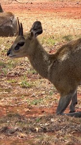 African Klipspringer FOLLOW ON FACEBOOK, TWITTER, INSTAGRAM, YOUTUBE VIMEO, TUMBLR, TIKTOK, RUMBLE, & OUTDOORSMANSHOP.NET #africa #tinyten #animals #nature #wildlife #klipspringer | The Outdoorsman with Max McNeely