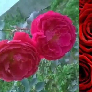 Baixe GRÁTIS agora 🔥🔥🔥 Assista a mais vídeos interessantes | Noizz