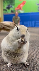 33K views · 2.8K reactions | Lunchtime with Yam the ground squirrel. | Cincinnati Zoo & Botanical Garden | Facebook
