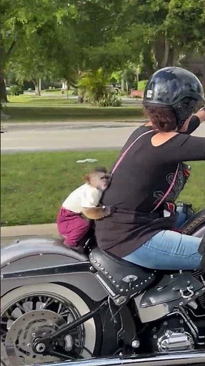 Pet Monkey Rides on Back of Motorcycle || ViralHog