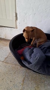 Wheres my squeaky duck gone ? Sorry Toffee, no more squeaky toy until the morning, or you will keep the neighbours awake. | Gozo SPCA