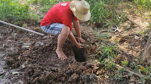Trap By Muddy soil Human Catching Fish in Deep Hole Fish #fishing #crab #catching #creature #fish #nets #natural #catchingfish #amazing #frogs #shrimp | Fishing Vlog