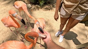 Convivimos y le dimos de comer a los flamingos 🦩😍🫶🏻 en las caletas tour Jalisco 🙌🏻 #jopamworld | JopamWorld